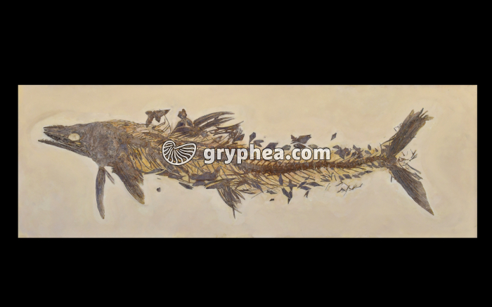 Poisson fossilisé (taille env. 1,7m) - gryphea.com